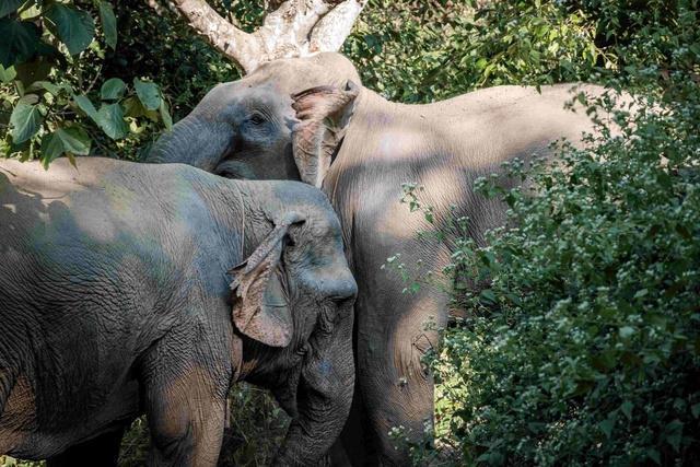 Sanctuary Pakbeng Lodge
