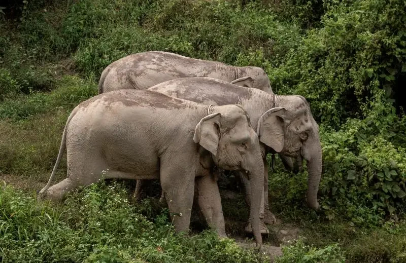 Elephant Sanctuary Experience