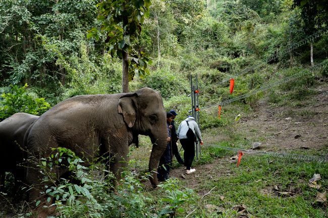 Vivre aux côtés des éléphants au Mekong Elephant Park 2